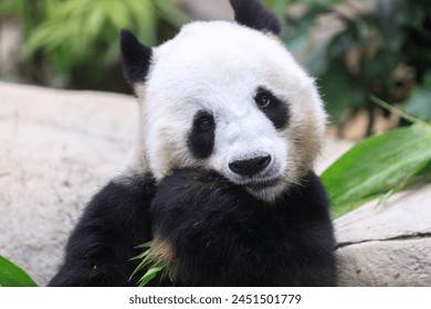 Giant Panda Leisurely Munching Bamboo Shoots - Powered by Shutterstock