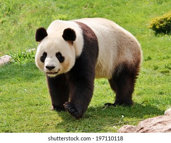 Giant panda looking at camera.