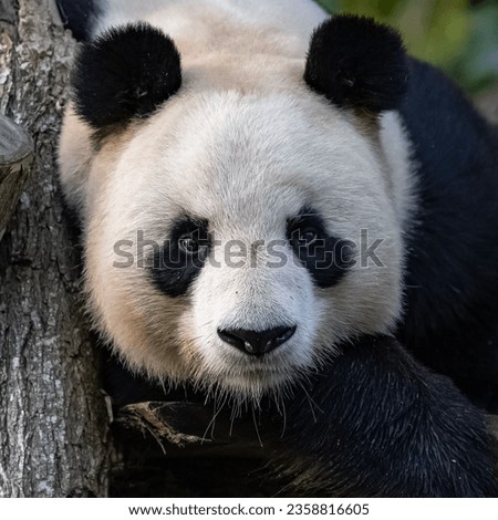 A giant panda lying, head-on portrait, looking at camera