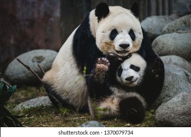 A giant panda mother and her cub in Chengdu, China.