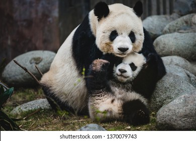 A Giant Panda Mother And Her Cub In Chengdu, China.