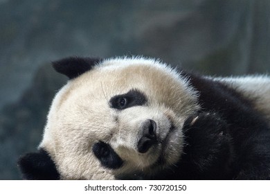 Giant Panda Newborn Baby Portrait Close Up While Looking At You