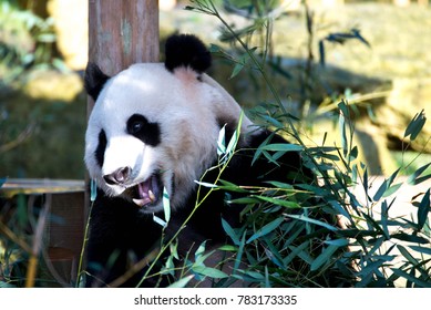 Giant Panda Open Mouth