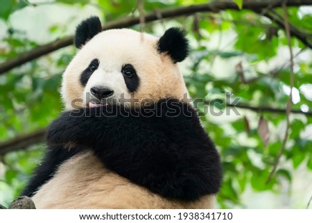 Giant panda over the tree.