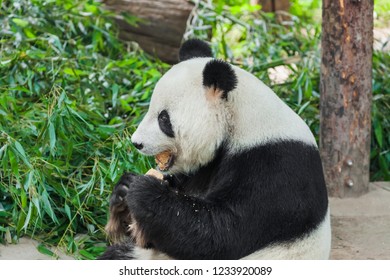 Giant panda in park - animal background