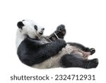 Giant Panda relaxing on its back and eating bamboo leaves, isolated on white background. The Giant Panda, Ailuropoda melanoleuca, is also known as panda bear, it