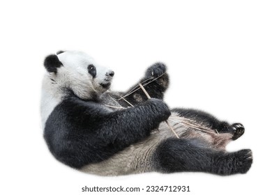 Giant Panda relaxing on its back and eating bamboo leaves, isolated on white background. The Giant Panda, Ailuropoda melanoleuca, is also known as panda bear, it's a bear native to south central China