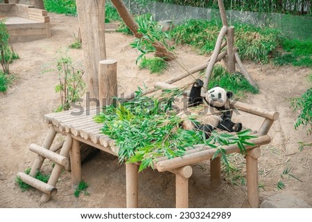 An Giant Panda sitting and chewing green bamboo leaves On the litter in the park look happy
