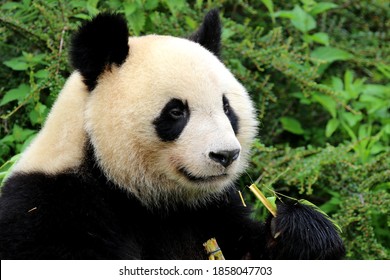 Giant Panda Smiling And Showing Pleasure In Eating Bamboo