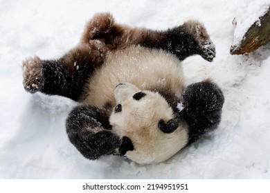 Giant Panda In The Snow