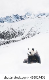 Giant Panda In Snow