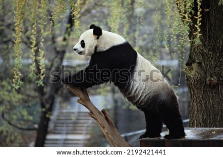 Giant Panda standing on wood near water lake