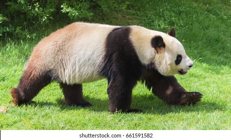 Giant Panda Walking