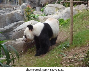 Giant Panda Walking