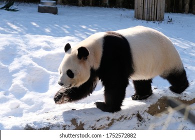 Giant Panda Is Walking Around The Snow