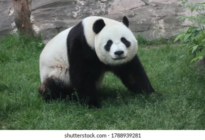 Giant Panda Walking On The Grass