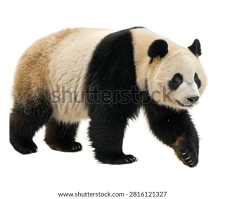 Giant Panda Walking Side View Full Body Isolated On White Background (2)