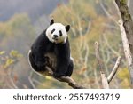 Giant Panda at the Wolong Giant Panda Nature Reserve in Chengdu, China