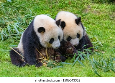 Giant Pandas Bear Pandas Baby Panda Stock Photo (Edit Now) 1738278083