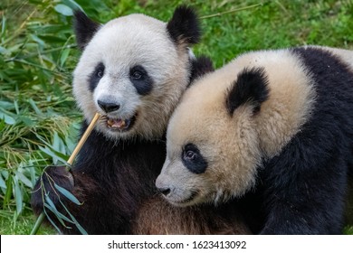 Giant pandas, bear pandas, mother and son together
