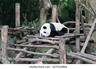 Giant pandas are protected at the national level in chengdu breeding base in sichuan province, China