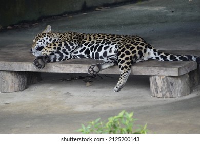 
Giant paw of Jaguar (Panthera onca) Felidae family. Amazon rainforest, Brazil
