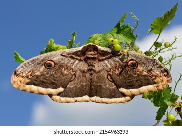 The giant peacock moth or great peacock moth, giant emperor moth or Viennese emperor (Saturnia pyri) resting on a currant branch with peacock-like eyespots on its wings and blue sky in the background