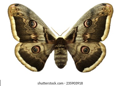 Giant Peacock Moth Isolated