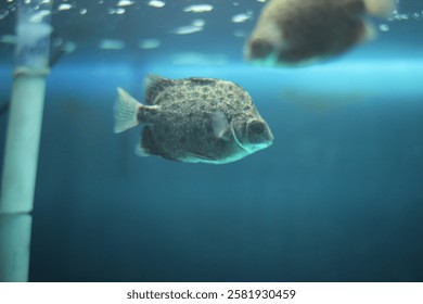 Giant Perchlet - Scatophagus - Argus