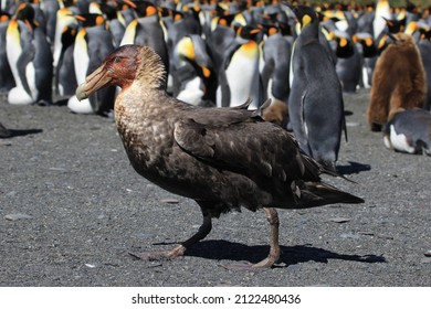 Giant Petrel, King Penguin Colony, Gold Harbour, South Georgia, Krill, Beak, Bird Nest, Endangered Species, Southern Ocean, Species, Bird, Flying, Fly, Mammal