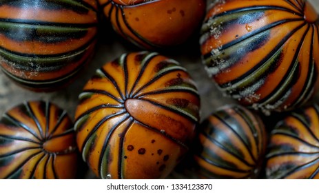 Giant Pill Millipede Rolling