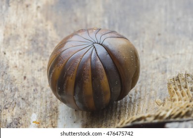 Giant Pill Millipedes In Ball Shape On Ground