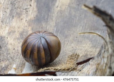 Giant Pill Millipedes In Ball Shape On Ground