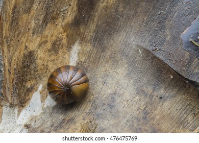 Giant Pill Millipedes In Ball Shape On Ground