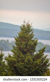 Giant Pine Tree Found Off The Shore Of Rangeley Lake, Maine