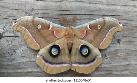 Giant Polyphemus Moth