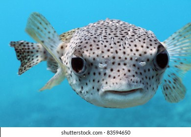 Giant Porcupine Puffer Fish