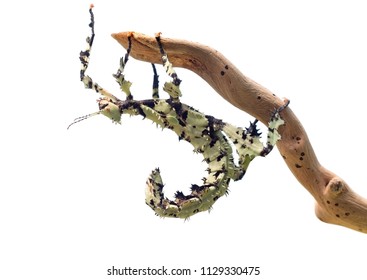 Giant Prickly Stick Insect , Extatosoma Tiaratum, From Australia. A Popular Pet. Here Lichen Color Morph. Female On White.