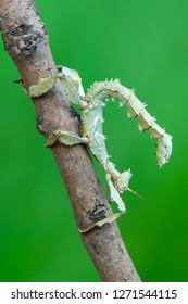 Giant Prickly Stick Insect - Extatosoma Tiaratum