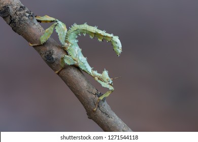 Giant Prickly Stick Insect - Extatosoma Tiaratum