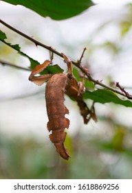 A Giant Prickly Stick Insect Hanging Upside Down