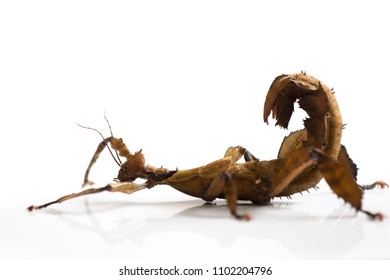 Giant Prickly Stick Insect Isolated On White