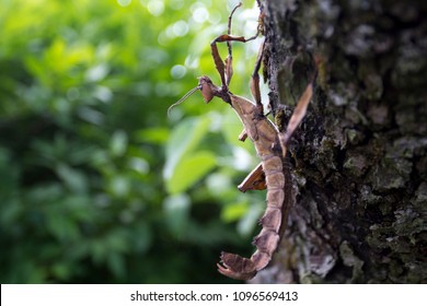 Giant Prickly Stick Insect On A Tree