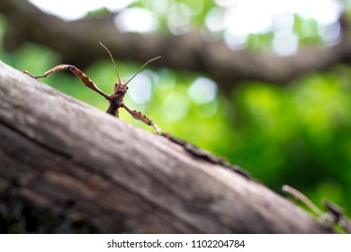 Giant Prickly Stick Insect On A Tree