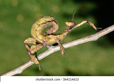 Giant  Prickly Stick Insect On The Branch