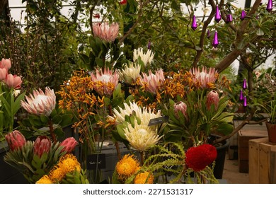 The giant Protea Cynaroides or King Protea and Protea Nutan of Proteaceae family with Banksia at exhibition in greenhouse. Agribusiness or floriculture.

Plantation and cultivation of exotic plants. - Shutterstock ID 2271531317