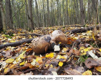 Giant Puffball Fungus, On Forest Floor Among Plant Litter