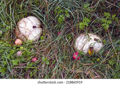 Giant puffball mushrooms Langermannia gigantea and apples in garden on grass