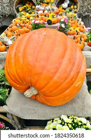 Giant Pumpkin In Fall Display At A Local Farm Stand. 