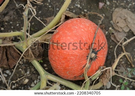 Giant pumpkin fruit - Latin name - Cucurbita maxima